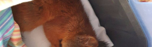 Loomapäästegrupp päästis orava elu