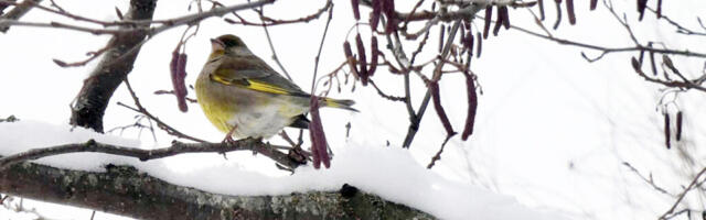 ALGAB MAISMAA TALILINNULOENDUSE TEINE PERIOOD