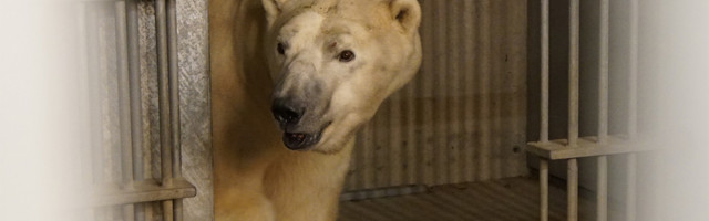 Tallinna loomaaeda tuli uus jääkaru Rasputin