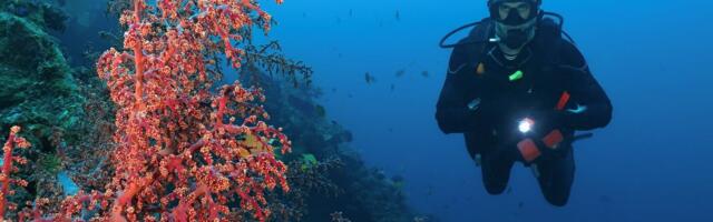 Škole ronjenja sve popularnije u Srbiji: Kursevi namenjeni svima, lekarsko uverenje obavezno na ovoliko godina