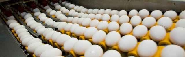 Baltimaade üks suurimaid munatootjaid avab tervisetoodete e-poe