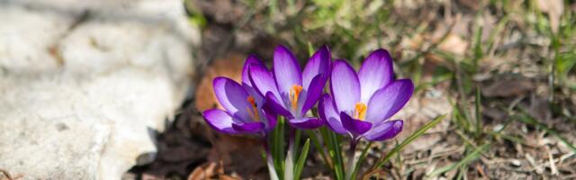 ILMATEADE | Temperatuur tõuseb järgnevatel päevadel +12 kraadini
