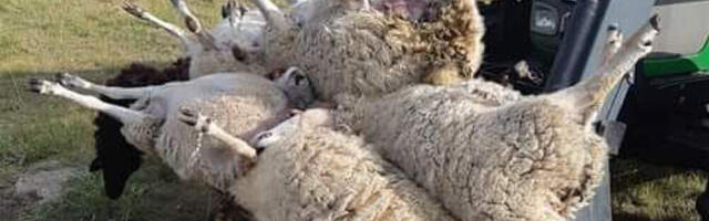 VERETÖÖ | Isabella külas murdsid hundid pool lambakarja