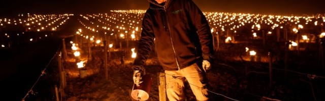 Prantsuse viinamarjaistandustes põlesid öösel tõrvikud
