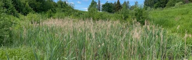 Eesti toetab Euroopa Liidu looduse taastamise määrust, Soomes ollakse vastu