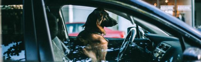 Ära jäta lemmikut palavasse autosse