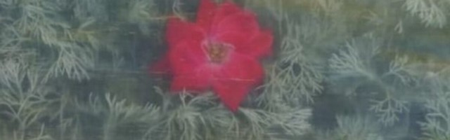 Hüvasti, tava-aknad: läbipaistev puit on tugevam ja kergem kui klaas