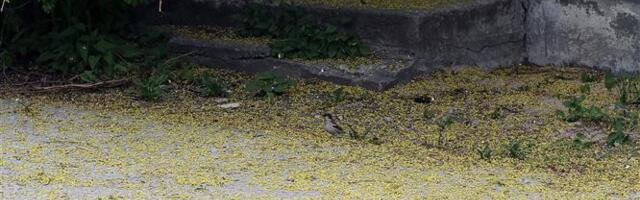 Mitte ainult inimestele ehitatud linnad