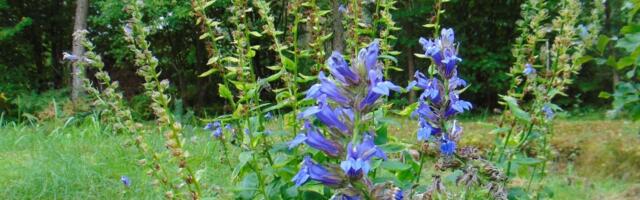 Suur lobeelia on üks väärt püsilill