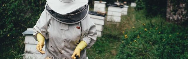 Järvamaalt taotleb mesilasperede toetust 24 mesinikku