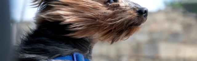 Põhjatuul on alati külm, puhugu ta või lõunast