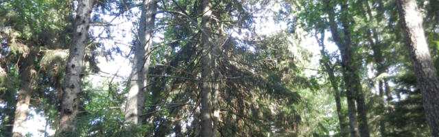 ANDRES JAANUS: mis saab Viimsi vanadest kuusikutest?