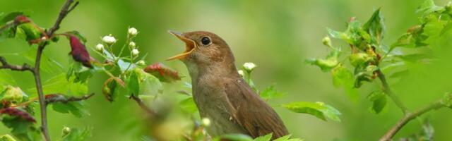 Slušanje malih slavuja i u Nišu ove godine