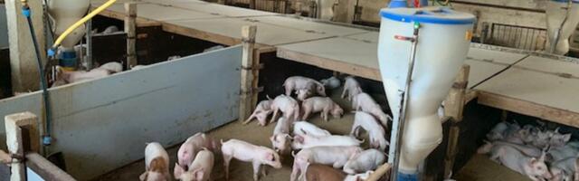 Sigala ajas küla lõhki. „Muidugi haiseb! Sitt ju haisebki!“