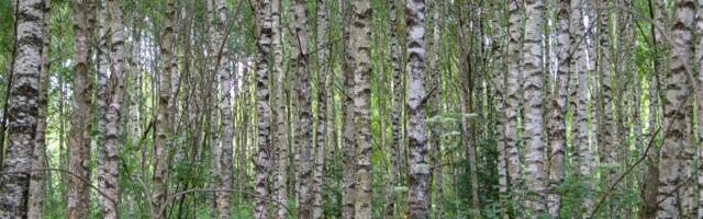 Hiina kasevineeri tooraine võib pärineda Venemaalt