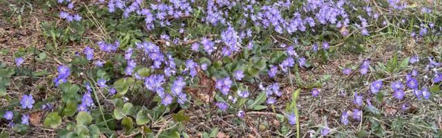 AHTO ILMAJUTUD | Õhus on kevade hõngu