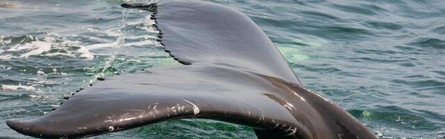 Naučnici utvrdili: Kitovi komuniciraju veoma slično ljudima