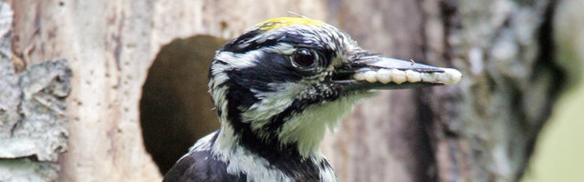 RIID MAJAS | Kuuse-kooreüraski ja laanerähni suhe ajas teadlased tülli