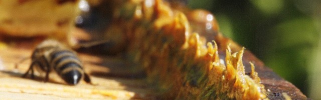 Veel üks põhjus mesilaste kaitsmiseks – mitmeti kasulik taruvaik