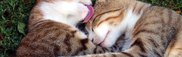 29. jaanuar: Sõnnil ilmub välja salajane austaja, Lõvi saab ootamatu ettepaneku