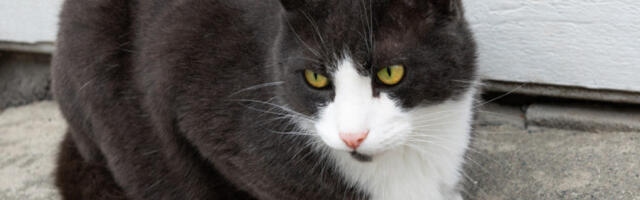 MAČAK JE MIRNO SEDEO ISPRED VRATA KAD SE POJAVILA ZVER: Ljudi u neverici gledali snimak - da li je ovo moguće? (VIDEO)