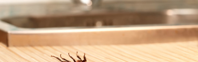 Avastasid köögikapist kahjurid? Avaldame viisid, kuidas tüütutest tegelastest efektiivselt vabaneda