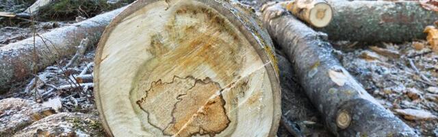 Südamemädanik muudab suhkruvahtrad kliimat soojendava metaani allikaks