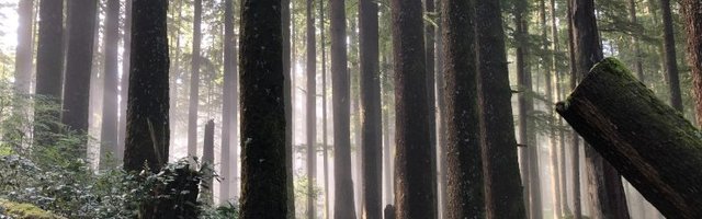 ARVAMUS | Kui vana on vana mets ja kas see seob süsinikku või heidab seda?