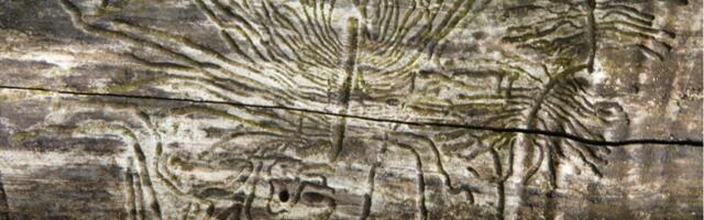 Ussisõnad XXI sajandi loodushoius