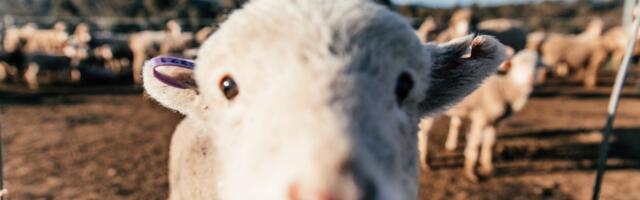 Euroopas levivad lammaste ja kitsede rõuged võivad jõuda Eestisse