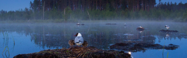 EESTI LOODUSE FOTOVÕISTLUS