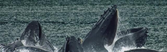 See on konkurentsitult kõige üksildasem olend kogu planeedil_ 52-hertsine vaal