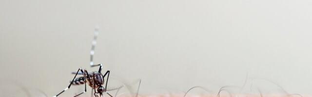 Esimene chikungunya vaktsiin on kättesaadav ka Soomes