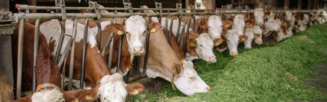 Suu- ja sõrataudi ennetamise&nbsp;investeeringutoetuse tegevuste&nbsp;tähtaeg pikeneb&nbsp;aasta lõpuni