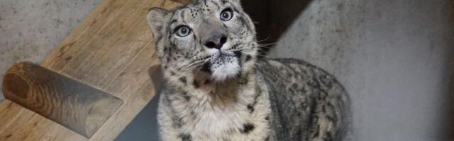 Tallinna loomaaeda saabus uus asukas – lumeleopard Somu