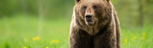 Kohus peatas ajutiselt esialgse õiguskaitse korras karujahi loa