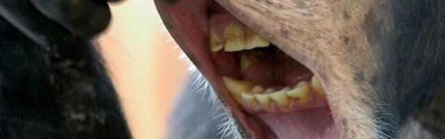 TÄHELEPANEK | Krister Paris: lõpetage ahvikatsed inimeste peal!