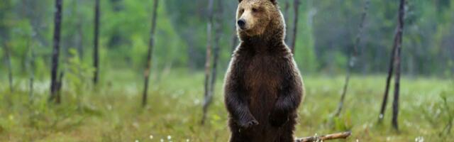 Jahimehed: me ei saa enam vastutada karude suure arvukuse ja nende poolt tehtud kahjude eest