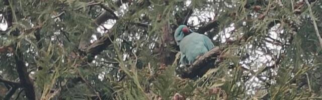 Hiiumaal lendab vabalt ringi papagoi. Ornitoloog: arvatavasti ei suuda ta meie talve üle elada