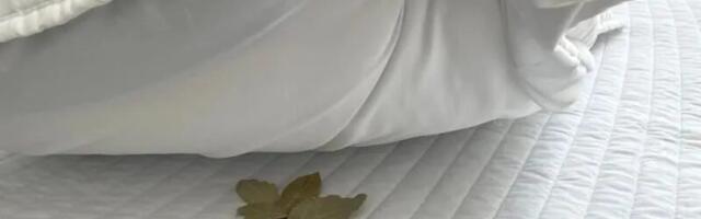 9 põhjust, miks panna loorberileht enne magamaminekut padja alla