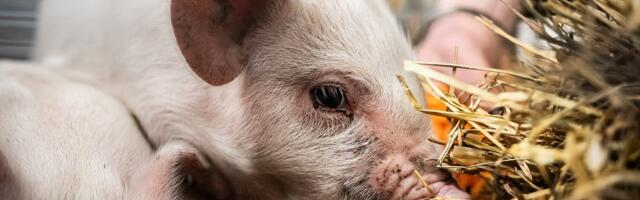 Ulme või tõde: Ameerika teadlane väidab, et inimene on šimpansi ja sea hübriid