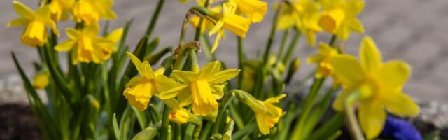 Klimatoloog Ain Kallis: kas tõesti tuleb vilu kevad?