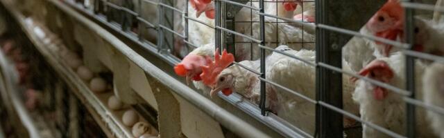 Eesti suurimad munatootjad lubavad minna üle puurivabadele tootmisviisidele hiljemalt 2035. aastaks