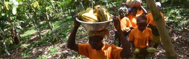 Halb uudis šokolaadisõpradele ⟩ Kakao hind tegi suurima tõusu viimase 15 aasta jooksul