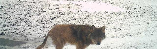 Kärntõbi räsib nii suurkiskjaid kui lemmikloomi, haigus on äärmiselt nakkav