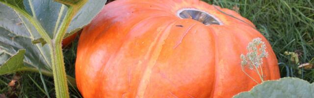 Enamus Eestis kasvatatud kapsast ja kõrvitsast süüakse ära detsembris