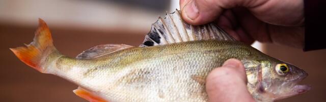 Ahned kalamehed on läinud ülekäte: „Nii mõnelgi läheb kotti kõik, mis õnge otsa satub“