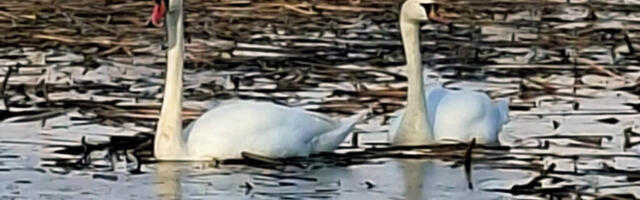 KEVAD KÄES⟩ LINNUD ON ALUSTANUD PESITSEMIST JA INIMESED PEAVAD NENDEGA ARVESTAMA