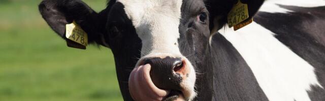 Piima kokkuostuhinnad tõusid aastaga enam kui kümnendiku võrra