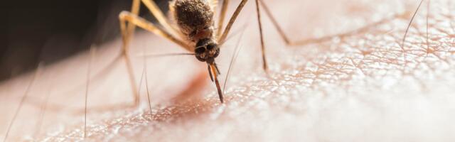 Eestis tuvastati Euroopa põhjapoolseim Lääne-Niiluse palaviku juhtum